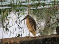 C (2 Indian Pond Heron)